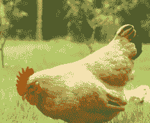 肉鸡采食慢是什么原因