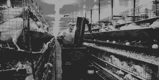 贸易战对肉鸡的影响