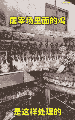 天津最大的肉鸡屠宰场