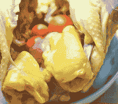 肉鸡喂豆油是哪种豆油好