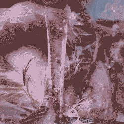 肉鸡传染性喉气管炎