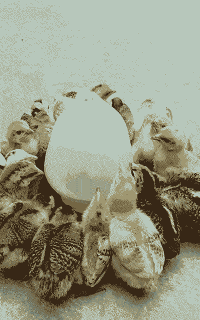 肉鸡二氧化碳浓度