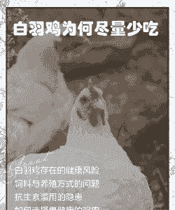 肉鸡养多长时间的肉好吃