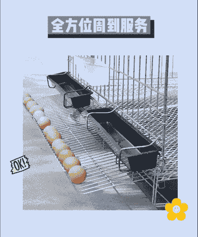 肉鸡笼一组能养多少只鸡