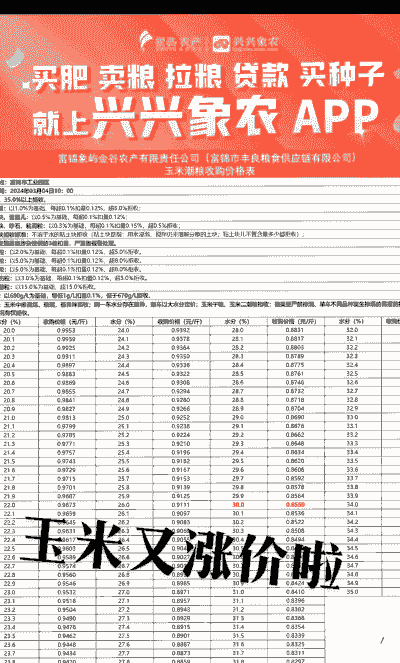 黑龙江潮粮玉米价格