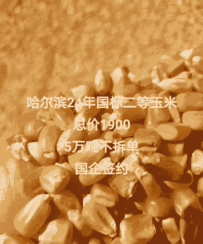 哈尔滨新鲜玉米价格