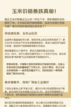 养猪饲料玉米价格