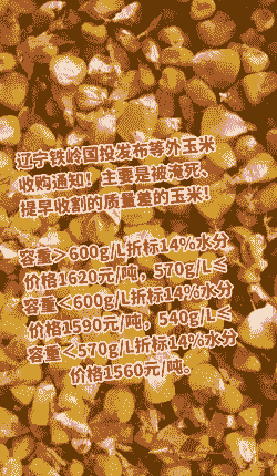 辽宁新玉米价格会涨吗