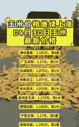 河北宁晋县玉米价格