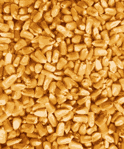 山西晋中寿阳玉米价格