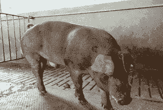 杜洛克良种猪肉价格