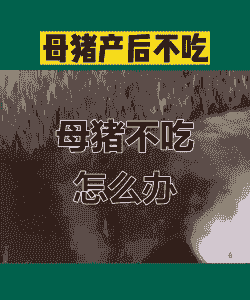 母猪产后哆嗦不吃