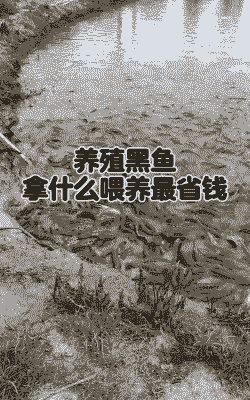 养殖黑鱼喂什么