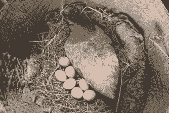 母鸡吃什么下蛋多