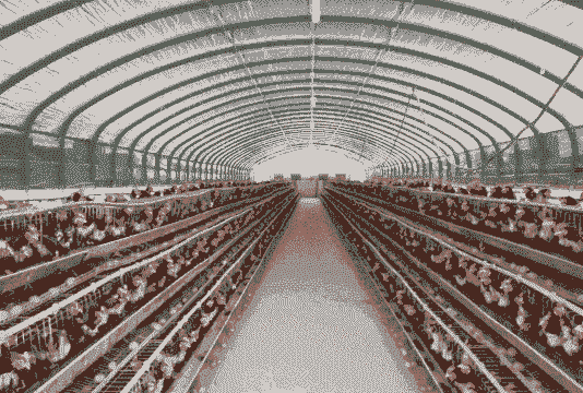 大棚养殖什么最赚钱