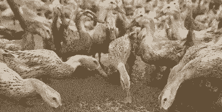 什么鸭下蛋最多