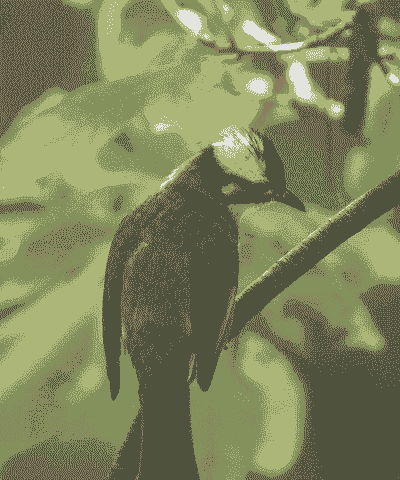 白头翁是什么动物