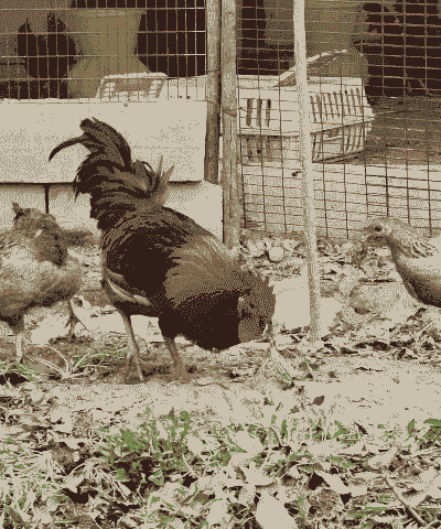 草鸡了是什么意思