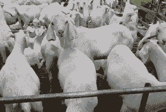 羊吃羊毛是什么原因