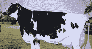 黑白花牛是什么品种