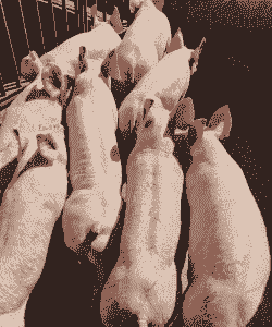 外三元猪是什么意思