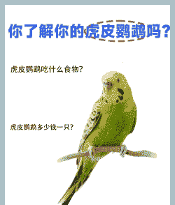 虎皮鹦鹉最喜欢吃什么