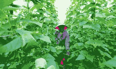 农村种植什么最赚钱