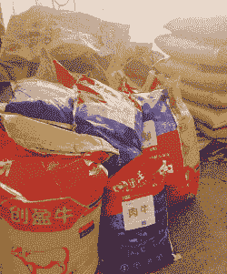 牛喂什么饲料长得最快