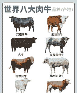 牛吃什么长得快