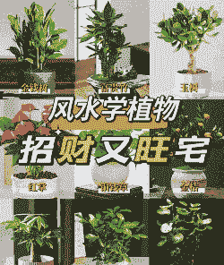 种植什么好赚钱