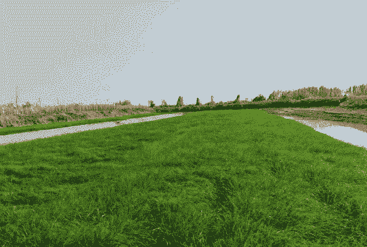 南方养草鱼种什么草好