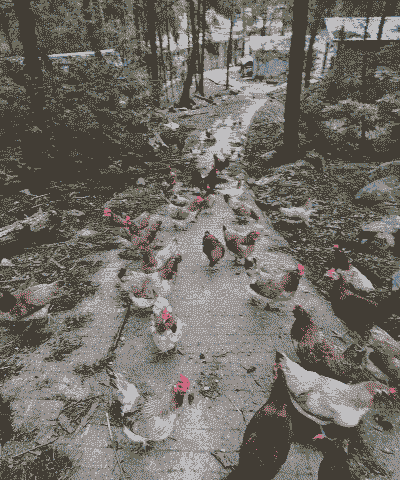 贵州养殖业什么最赚钱农村