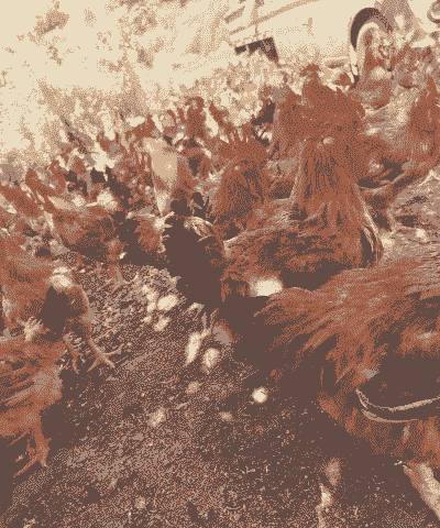 农村养什么鸡赚钱