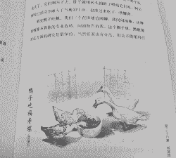 为什么鸭子吃福寿螺没事