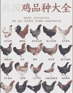 种鸡是什么