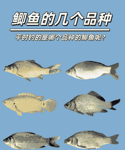 什么鲫鱼品种好