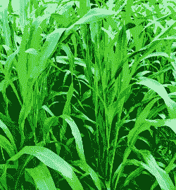 养牛种什么草最好