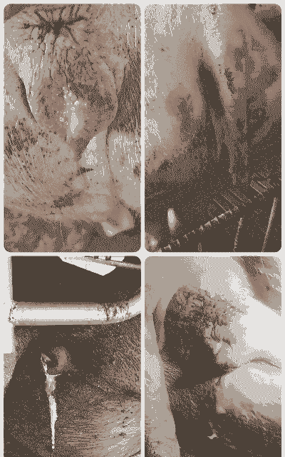 母猪产后没排尿