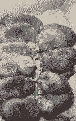 竹鼠吃什么食物