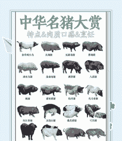 猪有什么品种