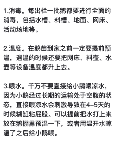 养鹅要注意什么