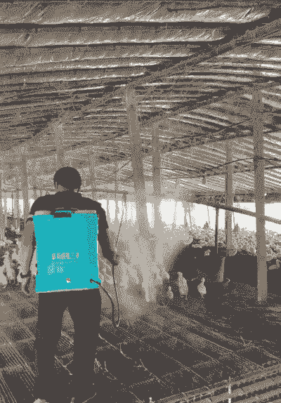 鸡舍消毒用什么