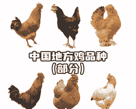 什么土鸡品种最好