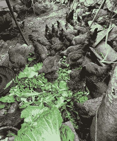 在农村养殖什么好