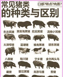 种猪什么意思