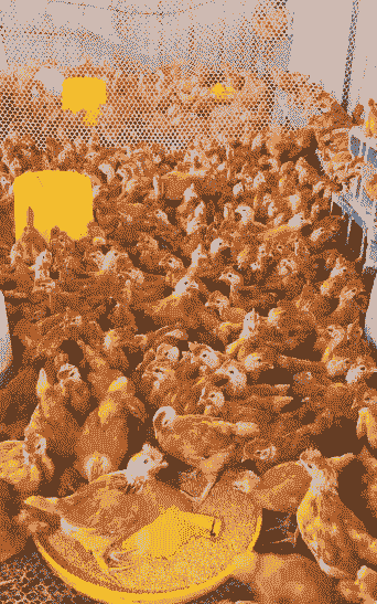 河南适合养殖什么