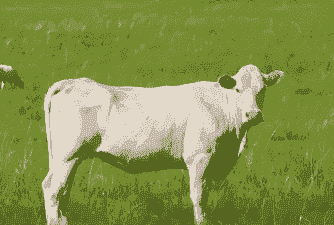 白牛是什么品种