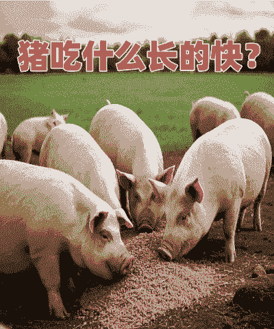 猪吃什么长的快