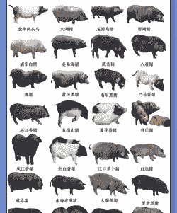 猪都有什么品种