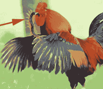 鸡的天敌是什么动物